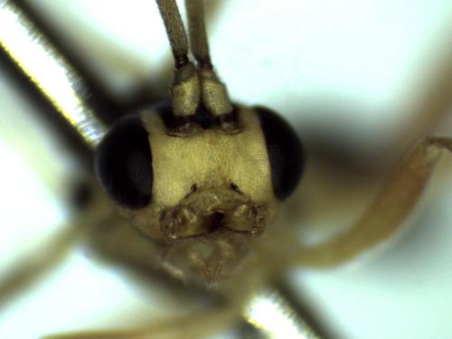 Réf. 305 340 : Syrphoctonus tarsatorius